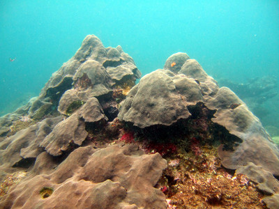 Mountainous star coral