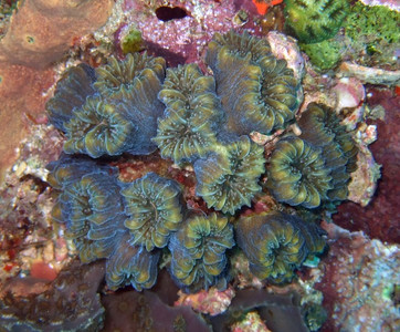 Smooth flower coral