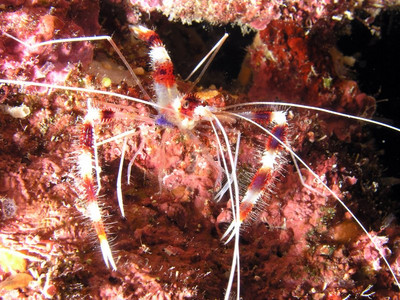 Banded coral shrimp