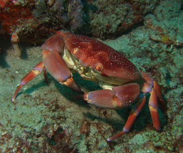 Batwing coral crab