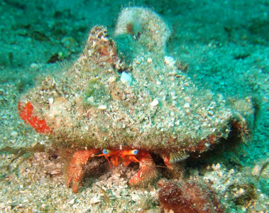 Blue-eye hermit