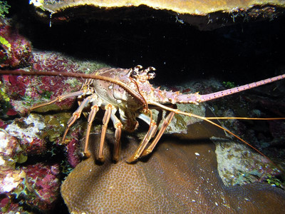 Caribbean spiny lobster