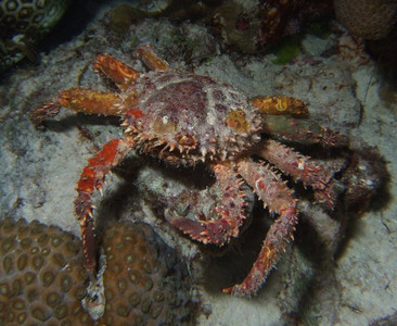 Channel clinging crab