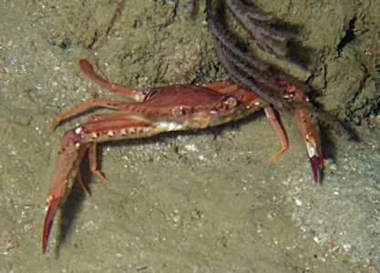 Ocellate swimming crab