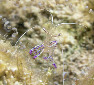 Pederson cleaner shrimp