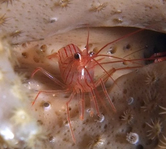 Peppermint shrimp