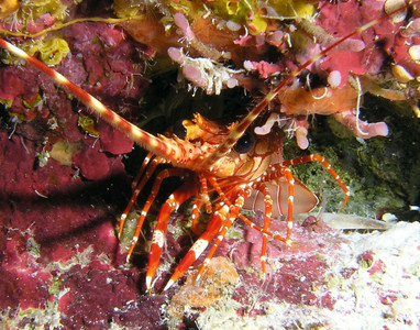 Red banded lobster