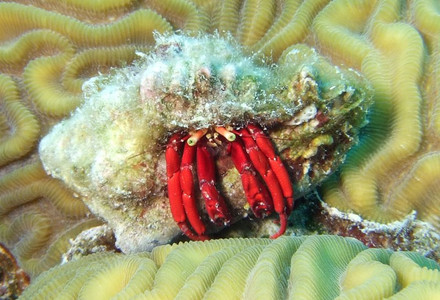 Red reef hermit