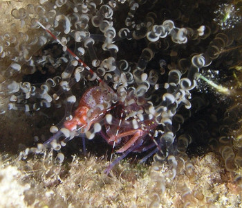 Red snapping shrimp