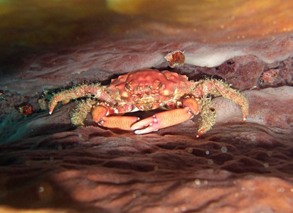 Red-ridged clinging crab