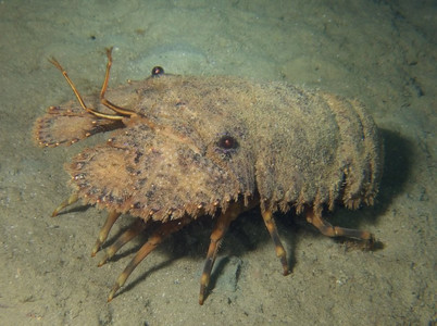 Sculptured slipper lobster