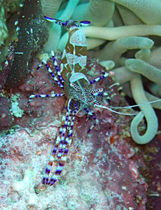 Spotted cleaner shrimp