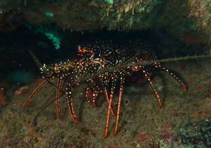 Spotted spiny lobster