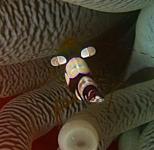 Squat anemone shrimp