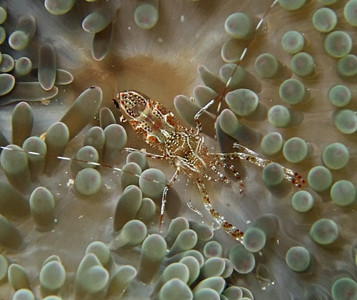 Sun anemone shrimp