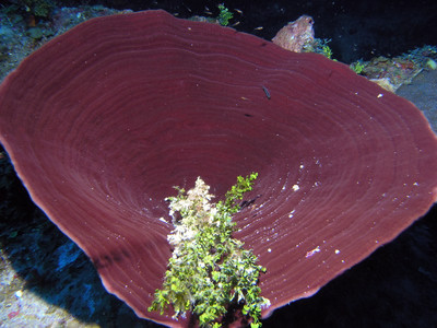 Brown bowl sponge