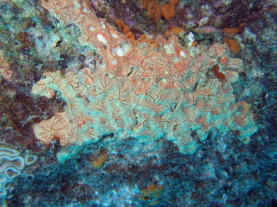 Clathria schoenus