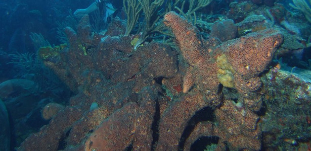 Dark volcano sponge