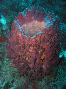 Giant barrel sponge