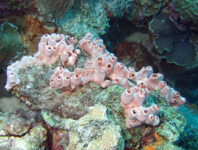 Lumpy overgrowing sponge