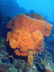 Orange elephant ear sponge