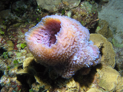 Pink vase sponge