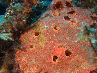 Red boring sponge