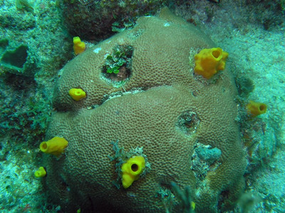 Variable boring sponge