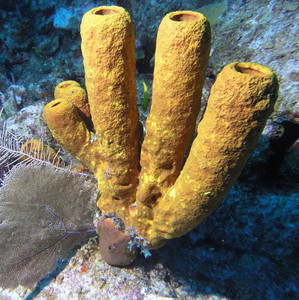 Yellow tube sponge