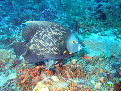 French angelfish