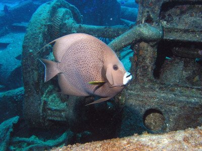 Gray angelfish