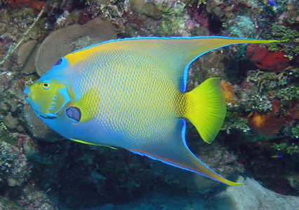 Queen angelfish