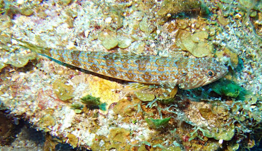 Sand diver