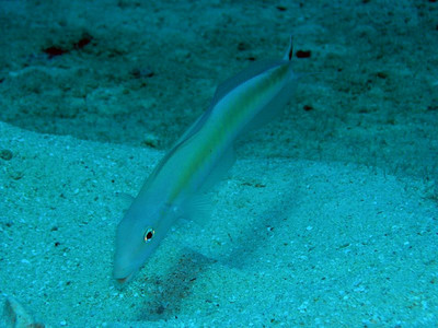 Sand tilefish