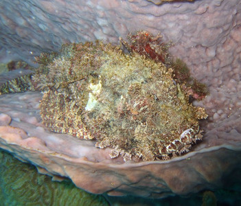 Spotted scorpionfish