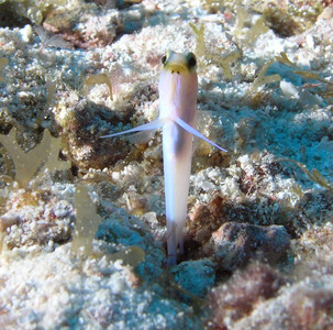 Yellowhead jawfish