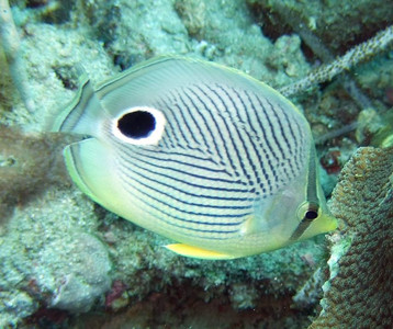 Foureye butterflyfish