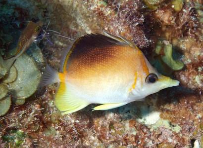 Longsnout butterflyfish