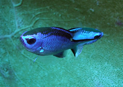 Blue chromis