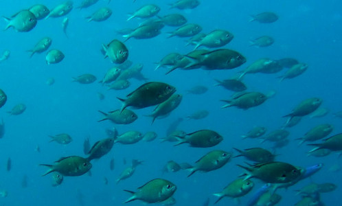 Brown chromis