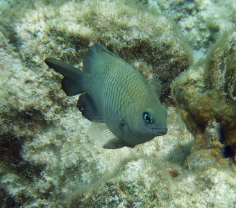 Dusky damselfish