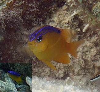 Longfin damselfish juvenile