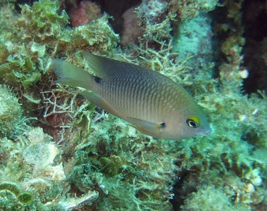 Threespot damselfish alternative coloration