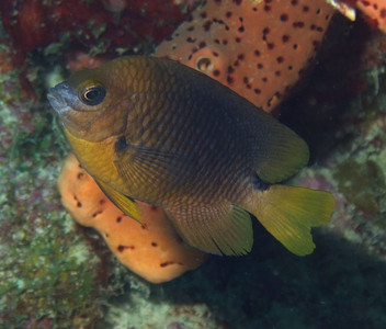 Threespot damselfish