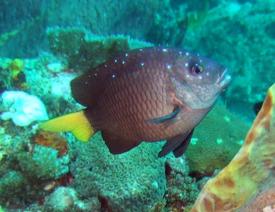 Yellowtail damselfish