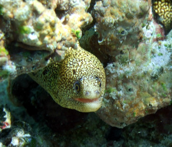 Goldentail moray 2