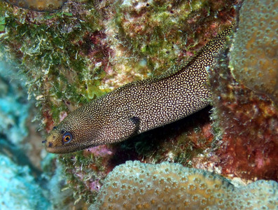 Goldentail moray