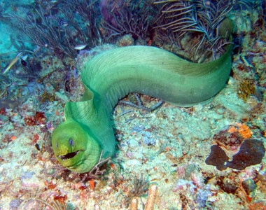 Green moray