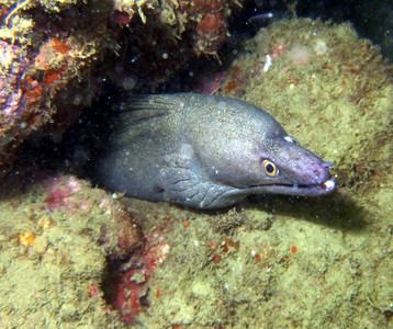 Purplemouth moray