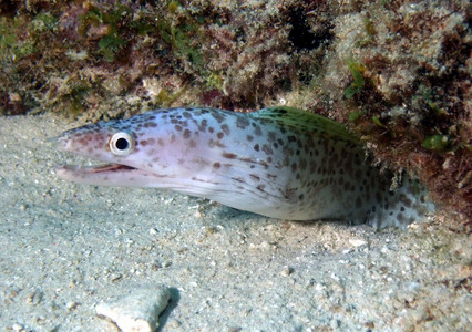 Spotted moray juvenile